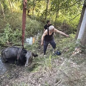 batakliga saplanan inek kurtarildi ukant5v1