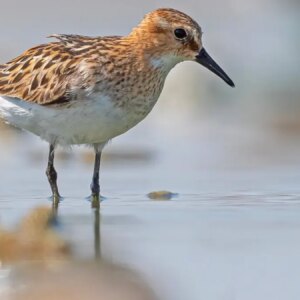 kabakli goletinde kus ureme alani tehdit altinda jHEBUer2
