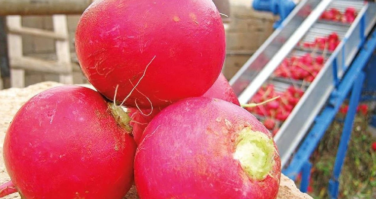 soguk havalarda faydali diye turp tuketmeden once 2 kez dusunun HcyGGBNW.jpg