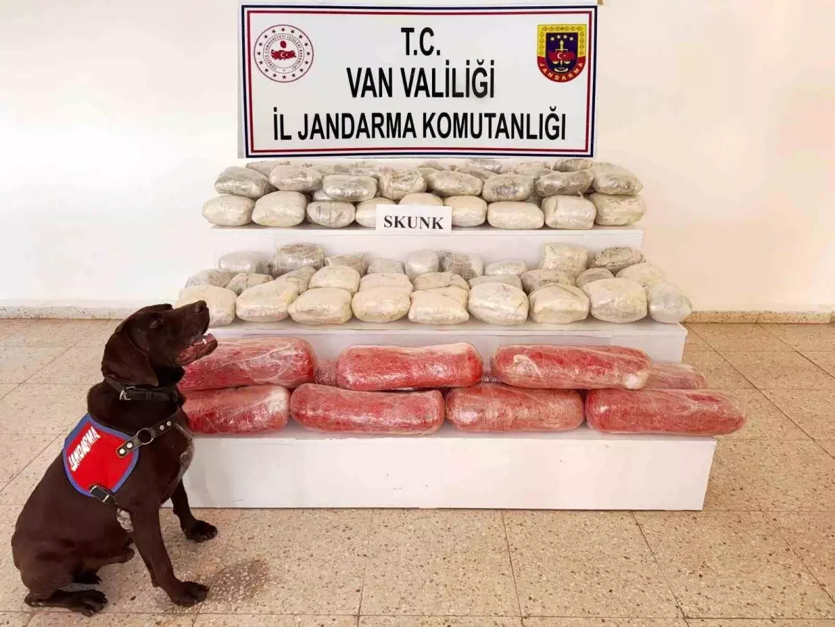 vanda jandarma operasyonu 619 kilogram skunk ele gecirildi mgHgFerj